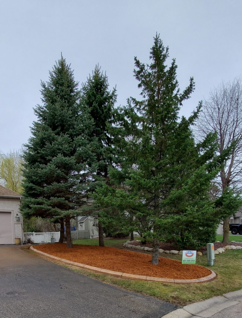 pine trees in a front yard